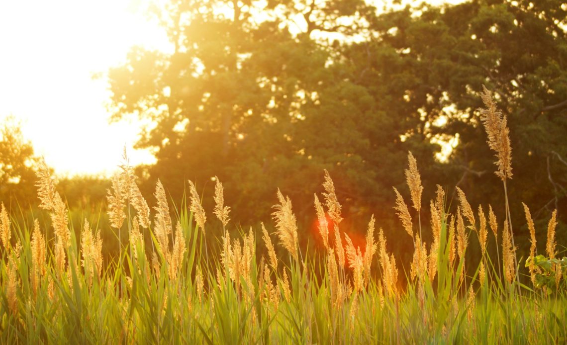 scenery of a grassfield during sunset