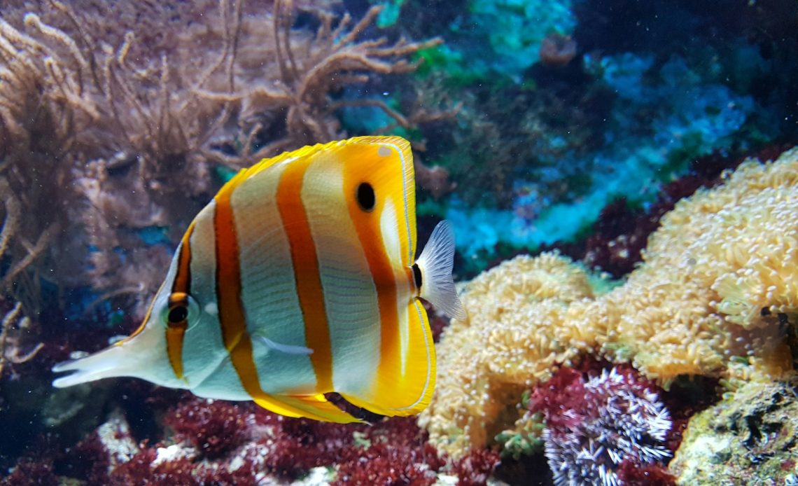 yellow and white fish underwater photography