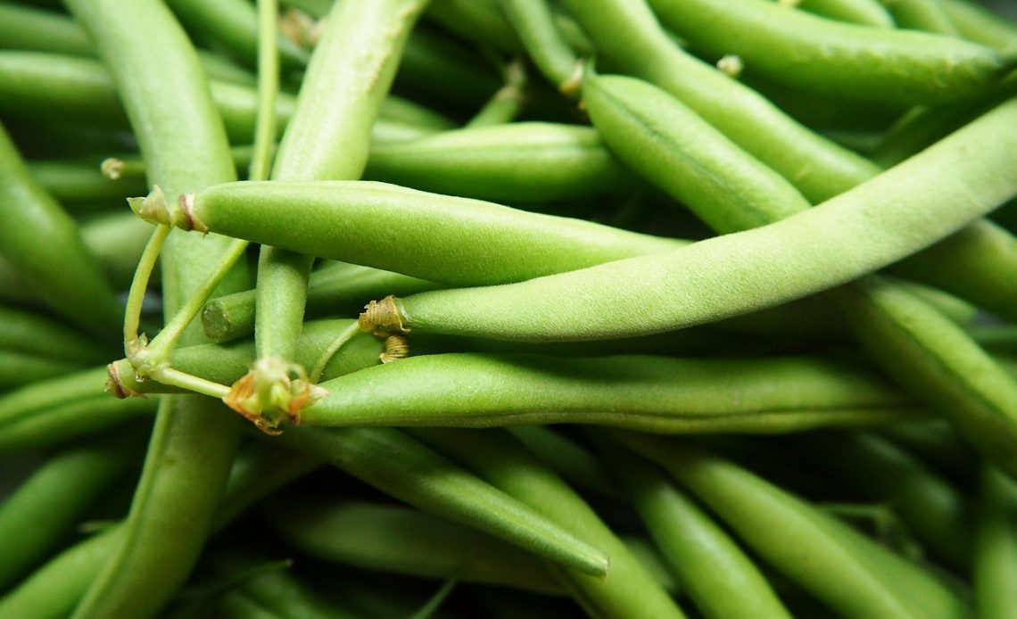 Vers geoogste sperziebonen in een houten kist in de moestuin